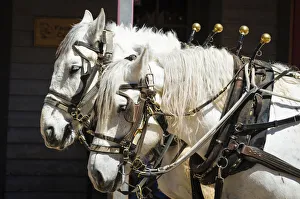 Horse-drawn stagecoach, Tombstone, Arizona, USA Horse-drawn stagecoach, Tombstone, Arizona, USA