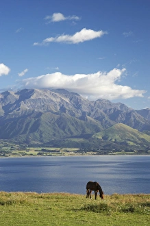 Horse, Kaikoura and Seaward Kaikoura Ranges, Marlborough, South Island, New Zealand Horse, Kaikoura and Seaward Kaikoura Ranges, Marlborough, South Island, New Zealand