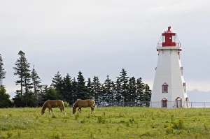 Horse Pasture and Panmure Head Lighthouse, Prince Edward Island, Canada Horse Pasture and Panmure Head Lighthouse, Prince Edward Island, Canada