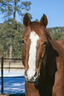 Images Dated 7th January 2012: Horse posing