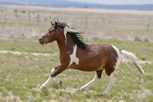 <b class=qtipBold><figcaption>Horse Running</figcaption></b><br><em>© Zandria Muench Beraldo / DanitaDelimont.com</em> Horse Running