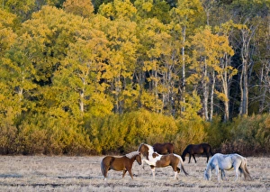 Horses graze in pasture just outside of Glacier National Park in Montana Horses graze in pasture just outside of Glacier National Park in Montana