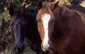 <b class=qtipBold><figcaption>Two horses looking into camera</figcaption></b><br><em>© Gayle Harper / DanitaDelimont.com</em> Two horses looking into camera