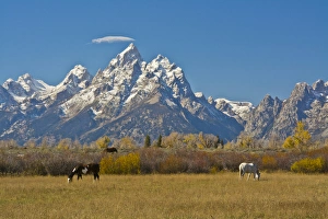 Horses; Moose Head Ranch; autumn; Grand Tetons; Grand Teton National Park; Wyoming; USA Horses; Moose Head Ranch; autumn; Grand Tetons; Grand Teton National Park; Wyoming; USA