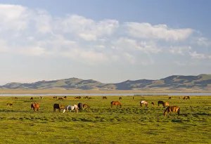 Horses on their mountain pasture at lake Song Kol (Son Kul, Songkol, Song-Koel) Horses on their mountain pasture at lake Song Kol (Son Kul, Songkol, Song-Koel)