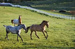 Horses in pasture near Polson, Montana