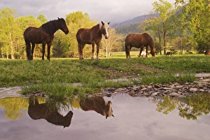 Horses reflected in small stream, Cades Cove, Great Smoky Mountains N.P. TN Horses reflected in small stream, Cades Cove, Great Smoky Mountains N.P. TN