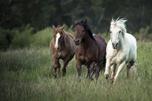 Three horses running through a green grassy field Three horses running through a green grassy field