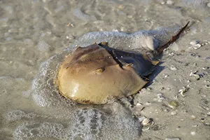 Horseshoe Crab, Honeymoon Island State Park, Dunedin, Florida, USA Horseshoe Crab, Honeymoon Island State Park, Dunedin, Florida, USA