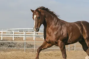 <b class=qtipBold><figcaption>Horsing around</figcaption></b><br><em>© Zandria Muench Beraldo / DanitaDelimont.com</em> Horsing around