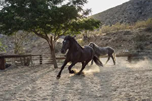 <b class=qtipBold><figcaption>Horsing around</figcaption></b><br><em>© Zandria Muench Beraldo / DanitaDelimont.com</em> Horsing around