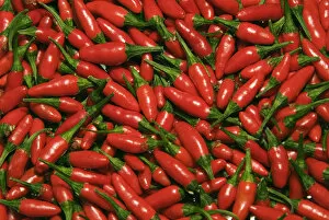 Hot chili peppers (Capsicum L)