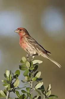 Images Dated 7th April 2006: House Finch, Carpodacus mexicanus, male, Uvalde County, Hill Country, Texas, USA