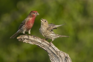 House Finch (Carpodacus mexicanus) pair bonding House Finch (Carpodacus mexicanus) pair bonding
