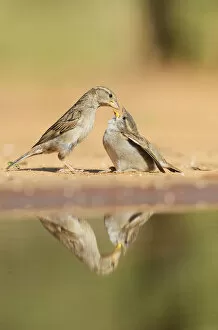 House Sparrow (Passer domesticus), female feeding young, Rio Grande Valley, South Texas