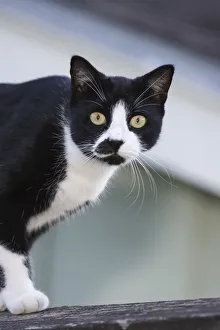 Houston, Texas, USA. Black and white cat on a fence Houston, Texas, USA. Black and white cat on a fence