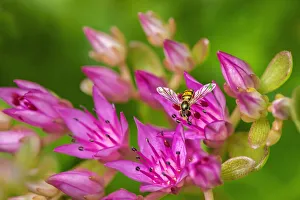 Hover Fly on Pink Flowering Sedum Hover Fly on Pink Flowering Sedum