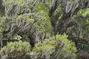 Huge Live Oak draped with Spanish Moss blowing in the wind, Charleston, South Carolina Huge Live Oak draped with Spanish Moss blowing in the wind, Charleston, South Carolina