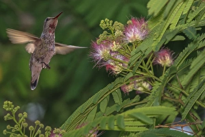 Hummingbird feeding off Silk Tree. California Hummingbird feeding off Silk Tree. California