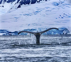 Humpback Baleen Whale Tail Chasing Krill blue Charlotte Bay, Antarctica Humpback Baleen Whale Tail Chasing Krill blue Charlotte Bay, Antarctica