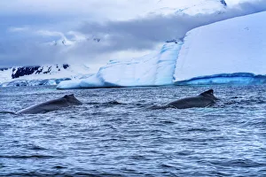 Two Humpback Baleen Whales Chasing Krill blue iceberg Floating sea water Charlotte Bay Two Humpback Baleen Whales Chasing Krill blue iceberg Floating sea water Charlotte Bay