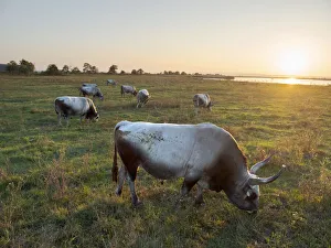 Hungarian Grey or Hungarian Steppe Cattle (Magyar Szuerke) Hungarian Grey or Hungarian Steppe Cattle (Magyar Szuerke)