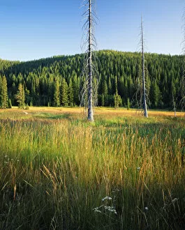 HUSTON PARK WILDERNESS, WYOMING. USA. Snags & grasses in wet meadow below forested slopes