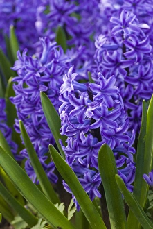 <b class=qtipBold><figcaption>Hyacinth in bloom</figcaption></b><br><em>© Anna Miller / DanitaDelimont.com</em> Hyacinth in bloom