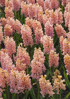 <b class=qtipBold><figcaption>Hyacinth in bloom</figcaption></b><br><em>© Anna Miller / DanitaDelimont.com</em> Hyacinth in bloom