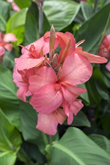<b class=qtipBold><figcaption>Hybrid Cana Lily, USA</figcaption></b><br><em>© Lisa Engelbrecht / DanitaDelimont.com</em> Hybrid Cana Lily, USA