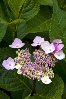 Hydrangea flowering plant at Horseshoe Bay in West Vancouver, British Columbia, Canada Hydrangea flowering plant at Horseshoe Bay in West Vancouver, British Columbia, Canada