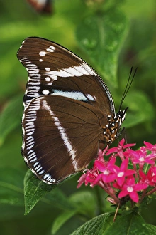 Hypolimnas spp. Native to Africa Hypolimnas spp.Native to Africa Hypolimnas spp. Native to Africa Hypolimnas spp.Native to Africa
