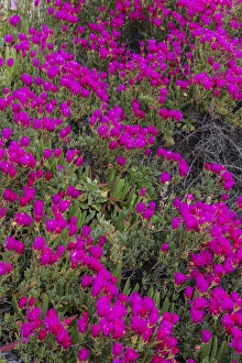Ice plant along the Pacific Ocean near Half Moon Bay, California, USA Ice plant along the Pacific Ocean near Half Moon Bay, California, USA