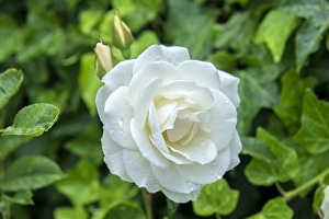 <b class=qtipBold><figcaption>Iceberg Rose, USA</figcaption></b><br>Iceberg Rose, Usa<br><em>© Lisa Engelbrecht / DanitaDelimont.com</em> Iceberg Rose, USA