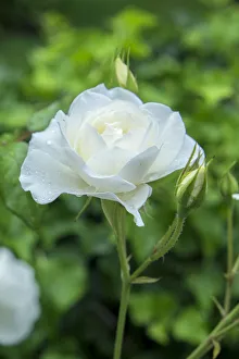 <b class=qtipBold><figcaption>Iceberg Rose, USA</figcaption></b><br><em>© Lisa Engelbrecht / DanitaDelimont.com</em> Iceberg Rose, USA