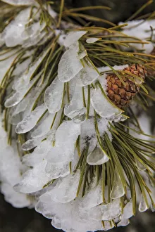 Iced over pine cones in Yellowstone National Park, Wyoming, USA Iced over pine cones in Yellowstone National Park, Wyoming, USA