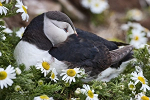 Iceland, Breidavik, Puffin Nesting Among the Daisies Iceland, Breidavik, Puffin Nesting Among the Daisies