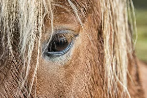 Images Dated 20th September 2013: Iceland. Close-up of eye and head of Icelandic horse