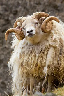 Iceland. Close-up of Icelandic sheep. Credit as: Jim Zuckerman / Jaynes Gallery Iceland. Close-up of Icelandic sheep. Credit as: Jim Zuckerman / Jaynes Gallery