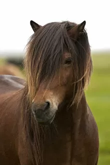 Images Dated 13th July 2007: Iceland, Icelandic Horse