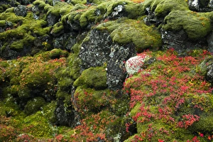 Iceland, Pingvellir National Park. Moss-covered rocks Iceland, Pingvellir National Park. Moss-covered rocks