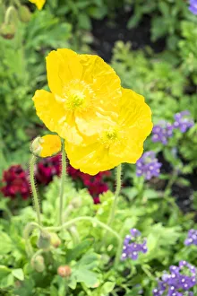 <b class=qtipBold><figcaption>Iceland Poppy, USA</figcaption></b><br><em>© Lisa Engelbrecht / DanitaDelimont.com</em> Iceland Poppy, USA