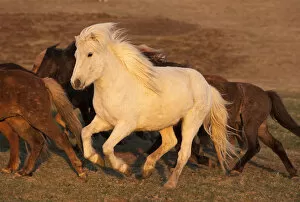 Images Dated 5th May 2012: Iceland. Running Icelandic horses at sunset