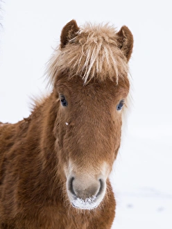 Icelandic Horse during winter in Iceland with typical winter coat Icelandic Horse during winter in Iceland with typical winter coat