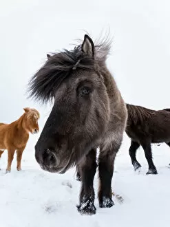 Social Collection: Icelandic Horse during winter in Iceland with typical winter coat
