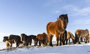Vatnajokull Gallery: Icelandic Horse during winter in Iceland with typical winter coat