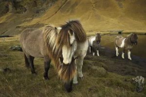 <b class=qtipBold><figcaption>Icelandic horses, Iceland</figcaption></b><br><em>© Art Wolfe / DanitaDelimont.com</em> Icelandic horses, Iceland