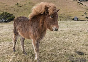 <b class=qtipBold><figcaption>Icelandic horses in south Iceland</figcaption></b><br><em>© Chuck Haney / DanitaDelimont.com</em> Icelandic horses in south Iceland