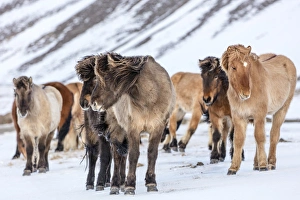 Icelandic horses in winter pasture near Hofn, Iceland Icelandic horses in winter pasture near Hofn, Iceland