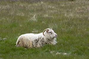 Icelandic Sheep, South coast near Hofn, Iceland Icelandic Sheep, South coast near Hofn, Iceland